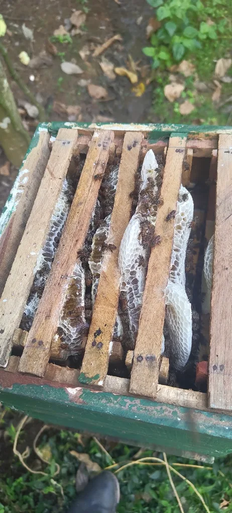 Top-down view of a hive box with bees working the comb