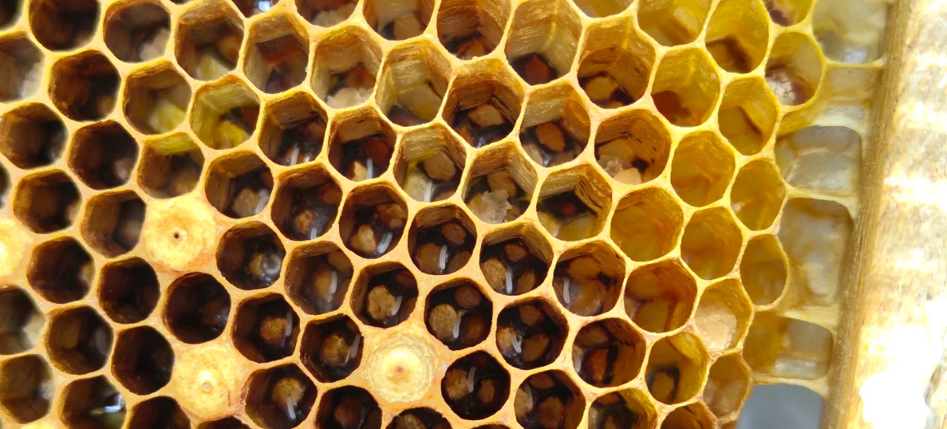 Macro close-up of honeycomb cells