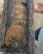 Stingless bee hive trough